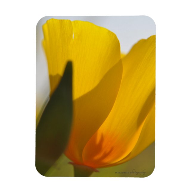 Light Filled Poppy Magnet (Vertical)