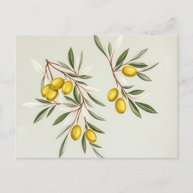 Light Green Olive Branches Illustration Elegant  Postcard (Front)