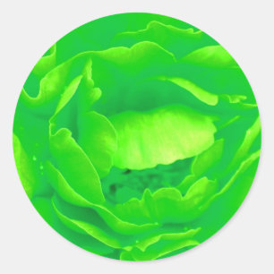 Light Green Rose Sticker- Customisable Classic Round Sticker