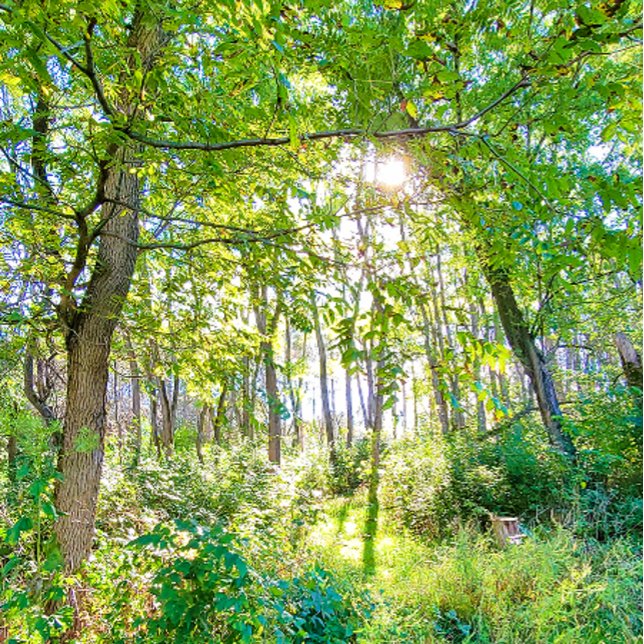 Light in the Forest Sketchbook Notebook (Creator Uploaded)