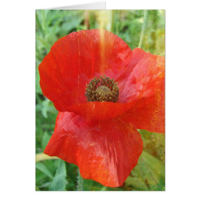 Light Leaks Red Poppy (Front)