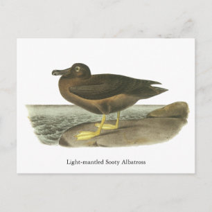 Light-mantled Sooty Albatross, John Audubon Postcard