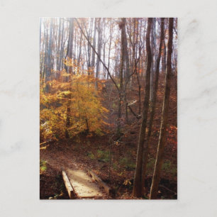 Light My Way Postcard