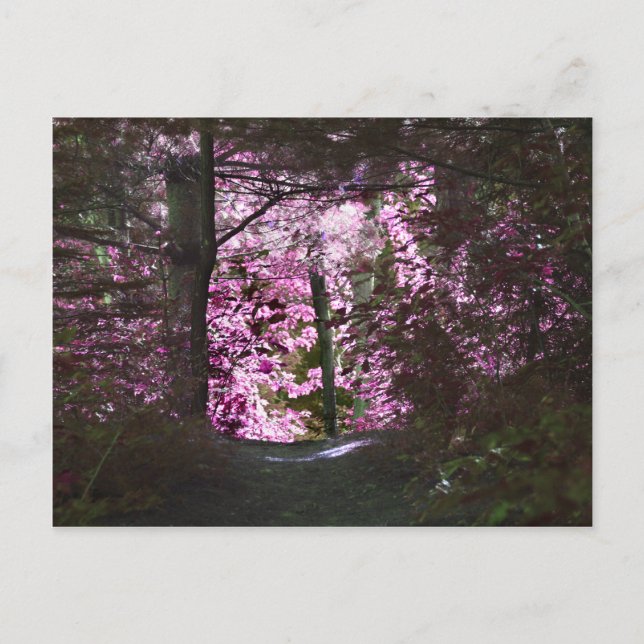 Light On Path Nature Postcard (Front)