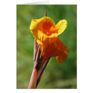 Light orange