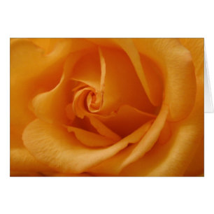 Light Orange Rose