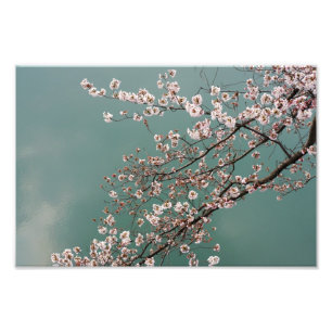 Light pink cherry blossoms on turquois background photo print