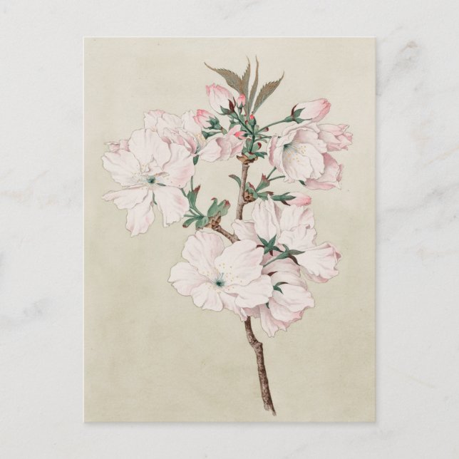Light Pink Floral Postcard (Front)
