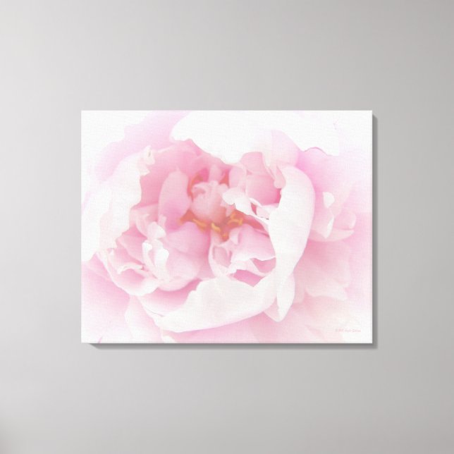 Light Pink Peony Flower Canvas Print (Front)