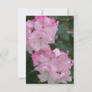 Light Pink Rhododendron  Card