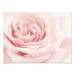 Light Pink Rose Flower - Roses Flowers Floral Photo Print