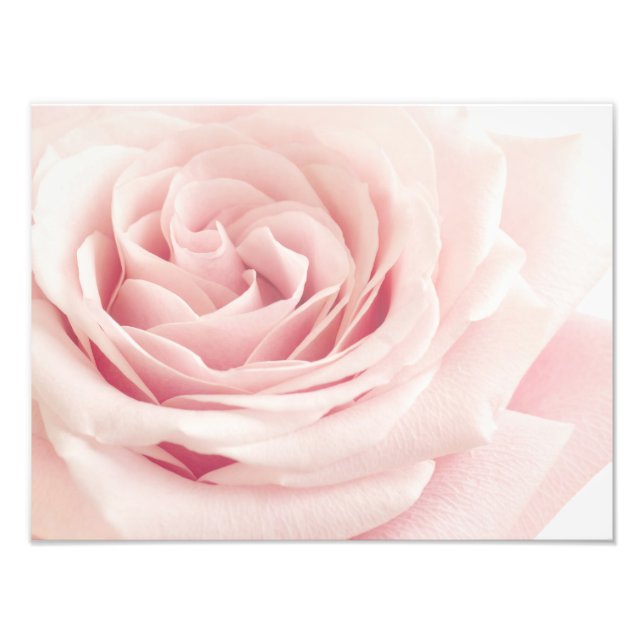 Light Pink Rose Flower - Roses Flowers Floral Photo Print (Front)