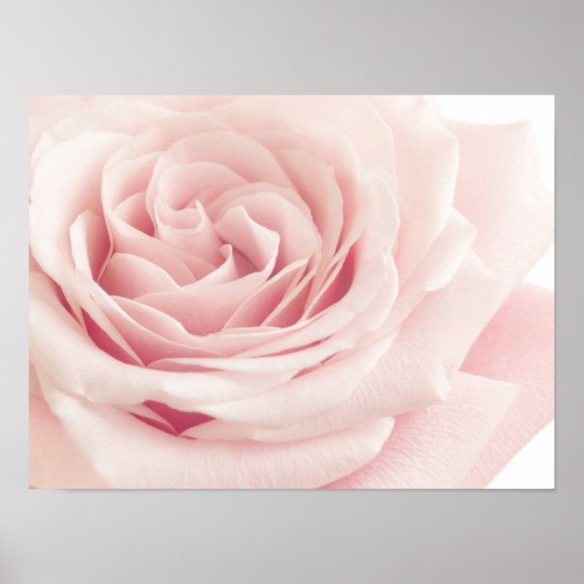 Light Pink Rose Flower - Roses Flowers Floral Poster (Front)
