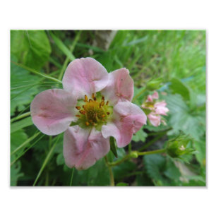 Light Pink Strawberry Blossom Floral  Photo Print