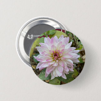 Light Pink Tipped Dahlia 6 Cm Round Badge