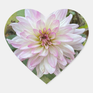 Light Pink Tipped Dahlia Heart Sticker