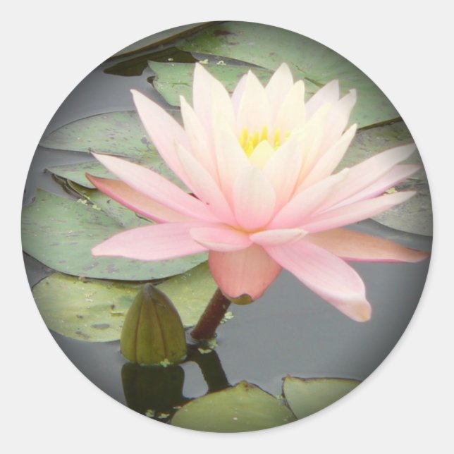 Light Pink Water Lily Fade to Black Round Stickers (Front)