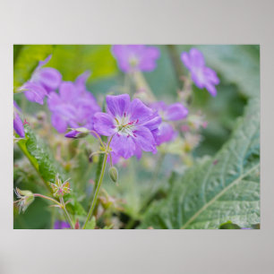 Light Purple Geranium Wildflower Botanical Photo Poster