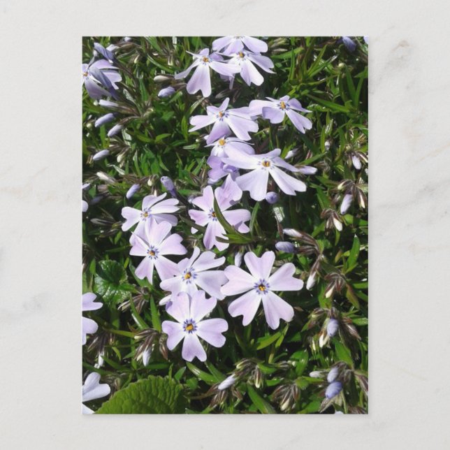 Light Purple Periwinkle Flowers Holiday Postcard (Front)