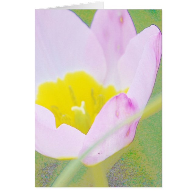 light purple tulip flower (Front)