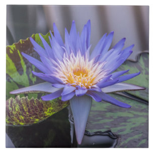 Light purple waterlily view ceramic tile