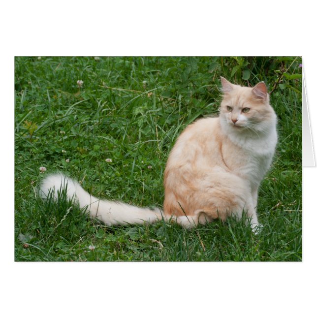 Light-Red Beauty (Front Horizontal)