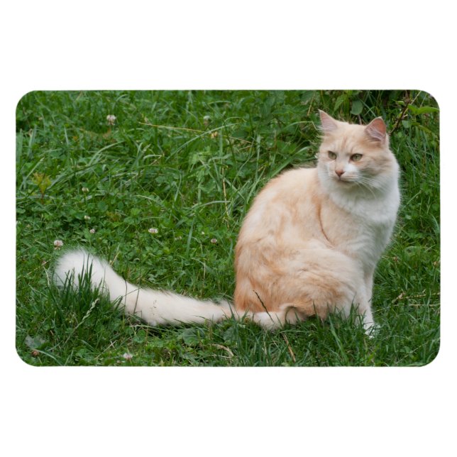 Light-Red Beauty Magnet (Horizontal)