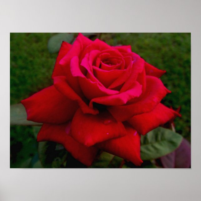 Light Red Rose Poster (Front)