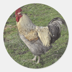 light sussex cross cockerel classic round sticker