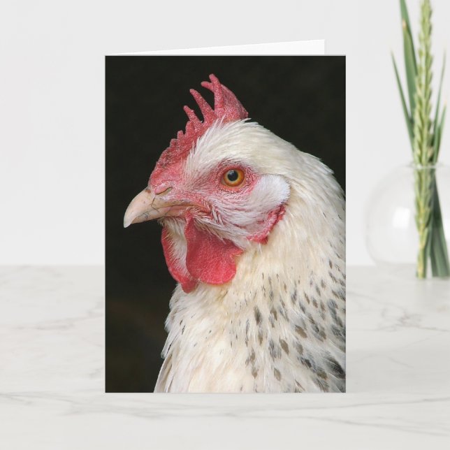 Light sussex hen card (Front)
