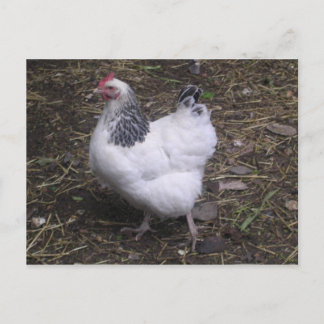 Light Sussex Hen Postcard