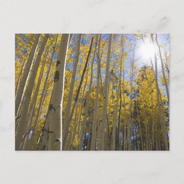Light through the Aspen's Postcard (Front)