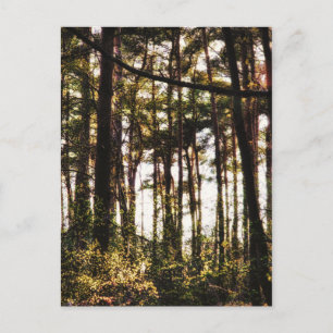 Light Through the Forest Trees Postcard