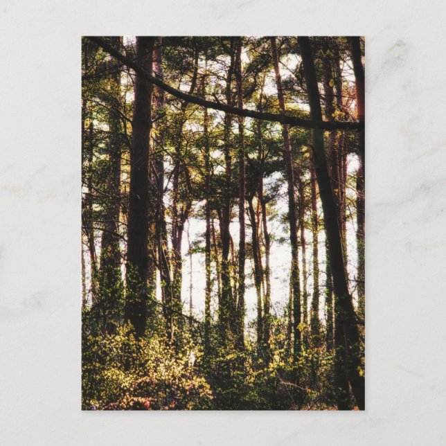 Light Through the Forest Trees Postcard (Front)