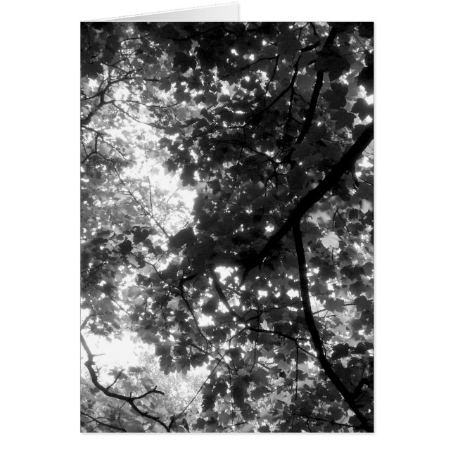 Light Through the Trees - Vertical (Front)