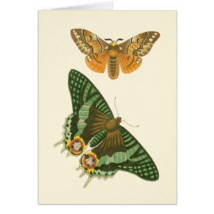 Lightly Bordered Butterfly Painting