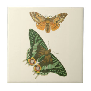 Lightly Bordered Butterfly Painting Tile