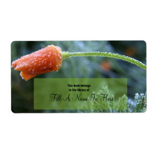 Lightly Frosted California Poppy