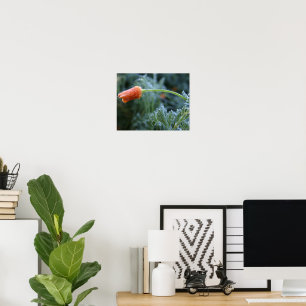 Lightly Frosted California Poppy Poster