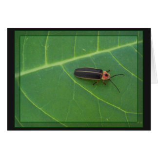 Lightning Bug on Leaf