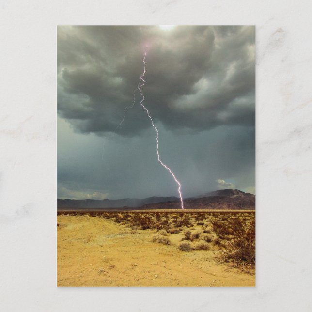 Lightning Joshua Tree Colour Postcard (Front)