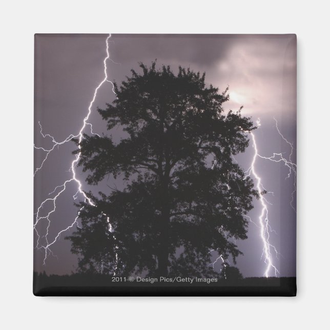 Lightning Strikes In The Sky Behind A Tree Magnet (Front)