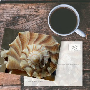 Lightning Whelk Seashell Photography Postcard