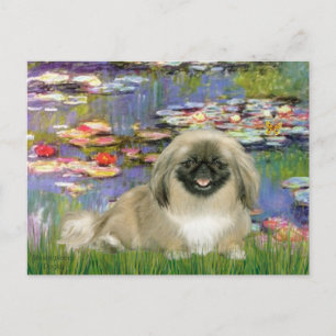 Liies 2 - Pekingese 1b Postcard