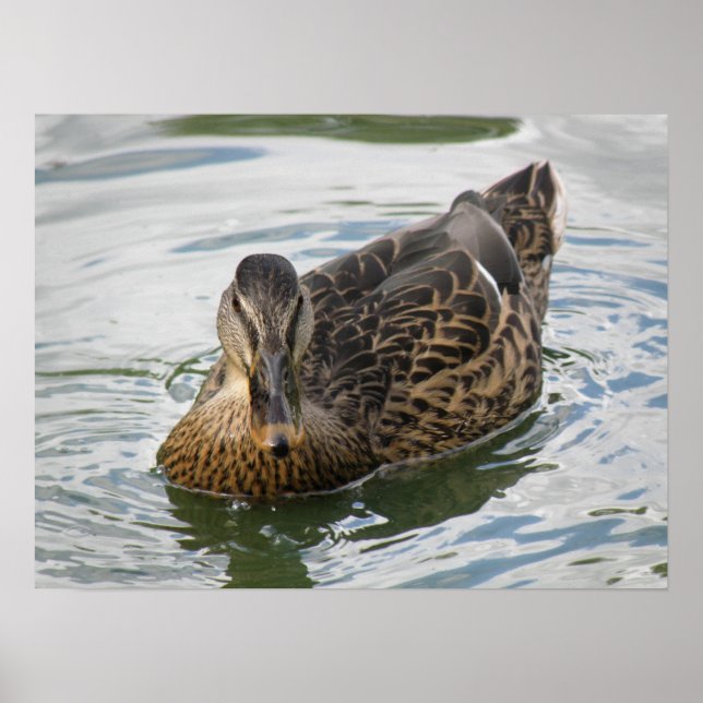 Like a Duck to Water Print (Front)