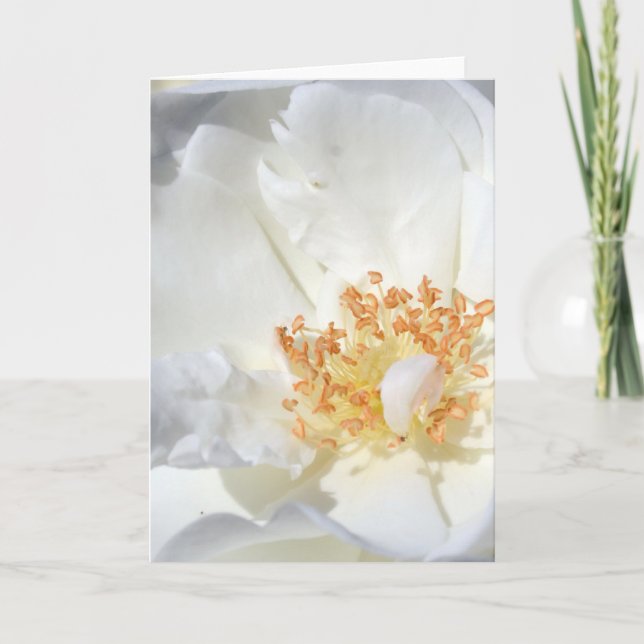 Like a feather Wild White Rose Floral Photograph C Card (Front)
