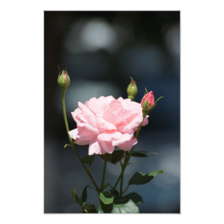 Like a rose photo print