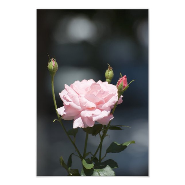 Like a rose photo print (Front)