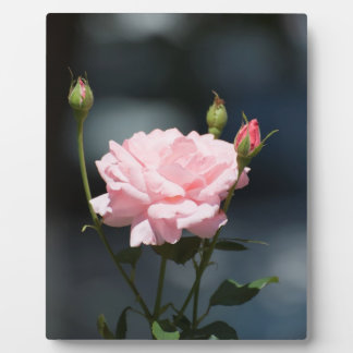Like a Rose Plaque