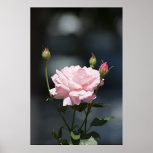 Like a rose poster